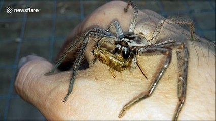 Man 'hand-feeds' massive huntsman spider
