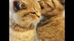 5-Month-Old Cats Lovingly Groom Each Other