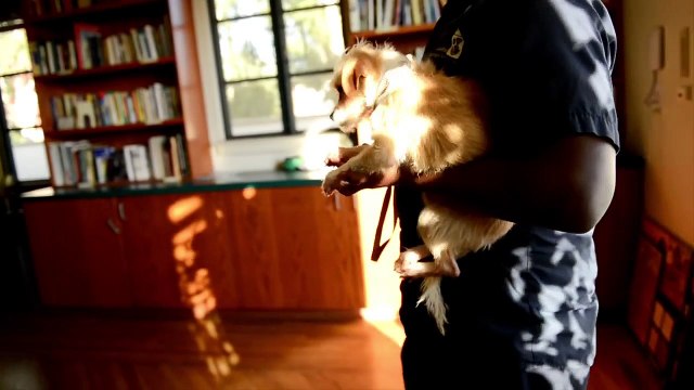 Tende la mano al cane abbandonato e terrorizzato guardate la sua reazione...