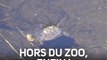 14 adorables petites tortues marines relâchées