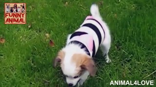 Dogs just don't want wear a sweater - Funny Dog in a sweater compilation