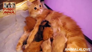 Top 10 Cutest Caring Mom Cats and their Babies Kitty