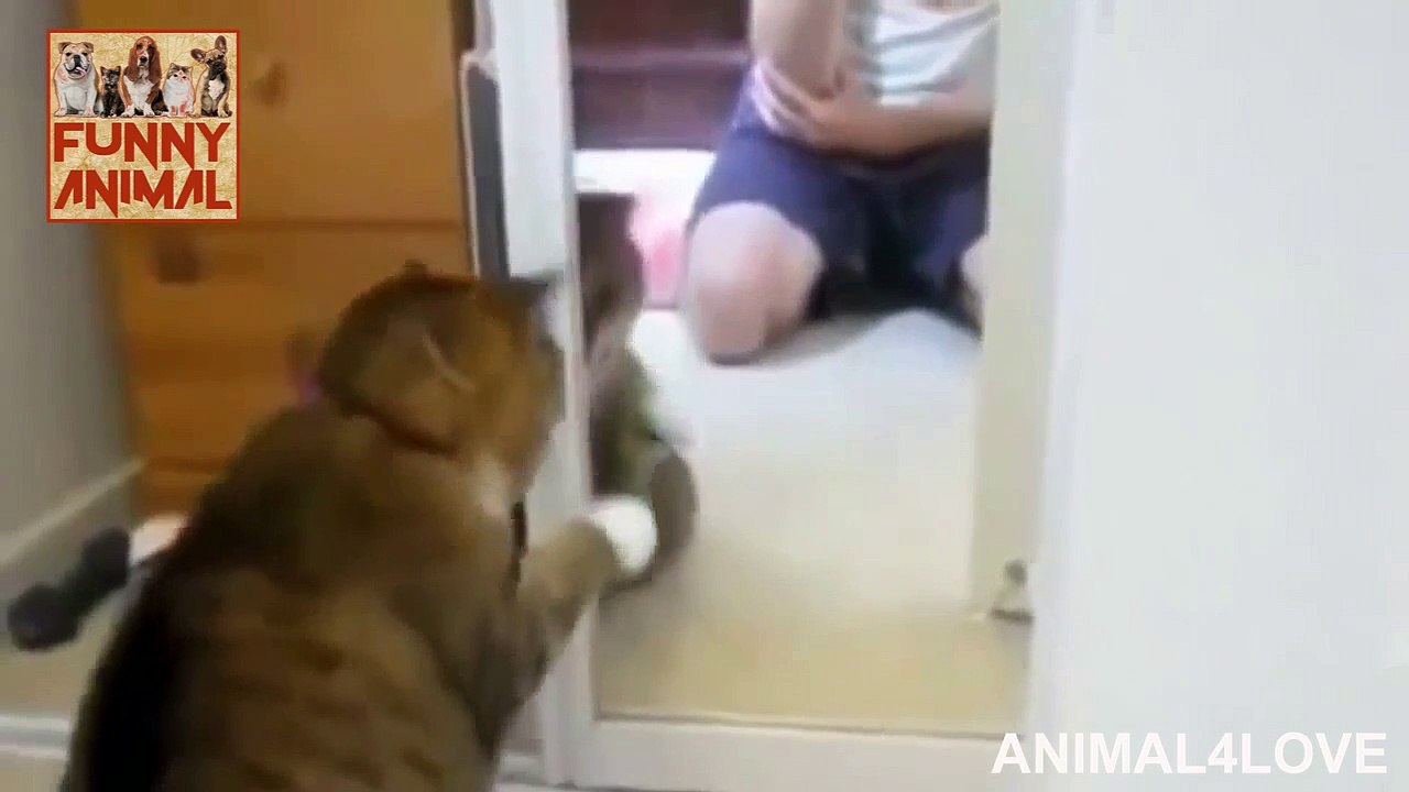 Best Moments of Funny Animals vs Mirrors - Awesome
