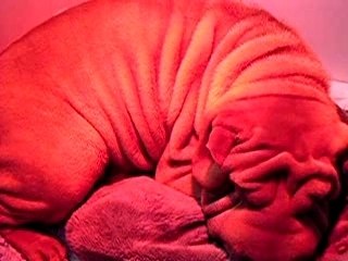 Fiona commence le travail 002