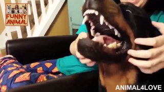 Funny Rottweiler Dogs Are Awesome