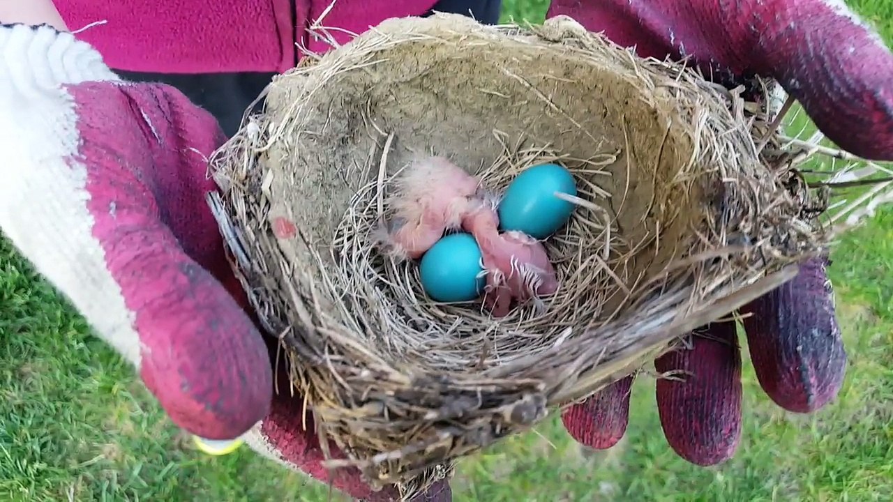 Bébés oiseaux juste sortis de leurs oeufs !