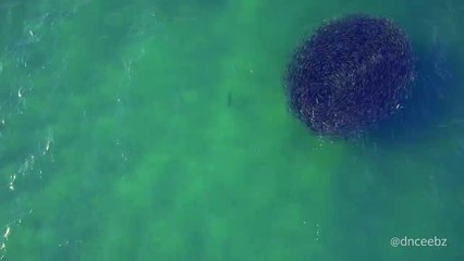 Un banc de poissons magnifique attaqué par un requin