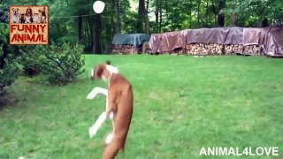 Funny Dogs vs Balloons - Compilation New 2018