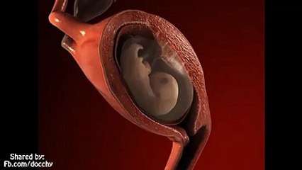 FECUNDACIÓN HASTA EL NACIMIENTO