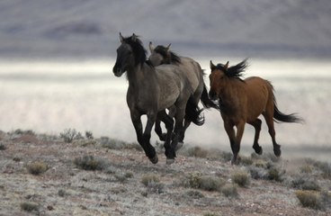 Trump's budget takes aim at wild horses