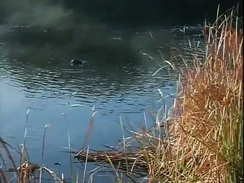 Action Adventure - RING OF FIRE 3 - LION STRIKE - Don 'The Dragon' Wilson,Movies old hd online free 2017