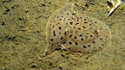 Strange Sea Creature in Bali