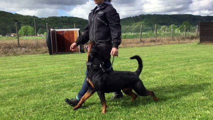 JÜSTIS SUR LA VOIE DE LA RECONNAISSANCE 2 years old