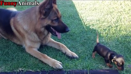 Funny Big Dog Meeting and Playing Little Puppy Compilation 2017