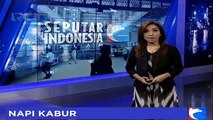 8 Napi Kabur Berhasil Ditangkap di Palembang Sulawesi Selatan