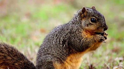 Squirrel Explores and Eats