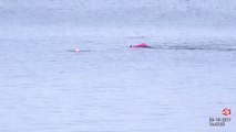Great White Shark Attacks Kayaker in Monterey Bay, California