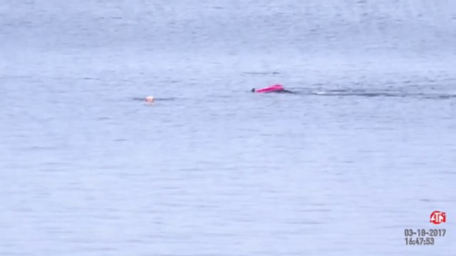 Great White Shark Attacks Kayaker in Monterey Bay, California