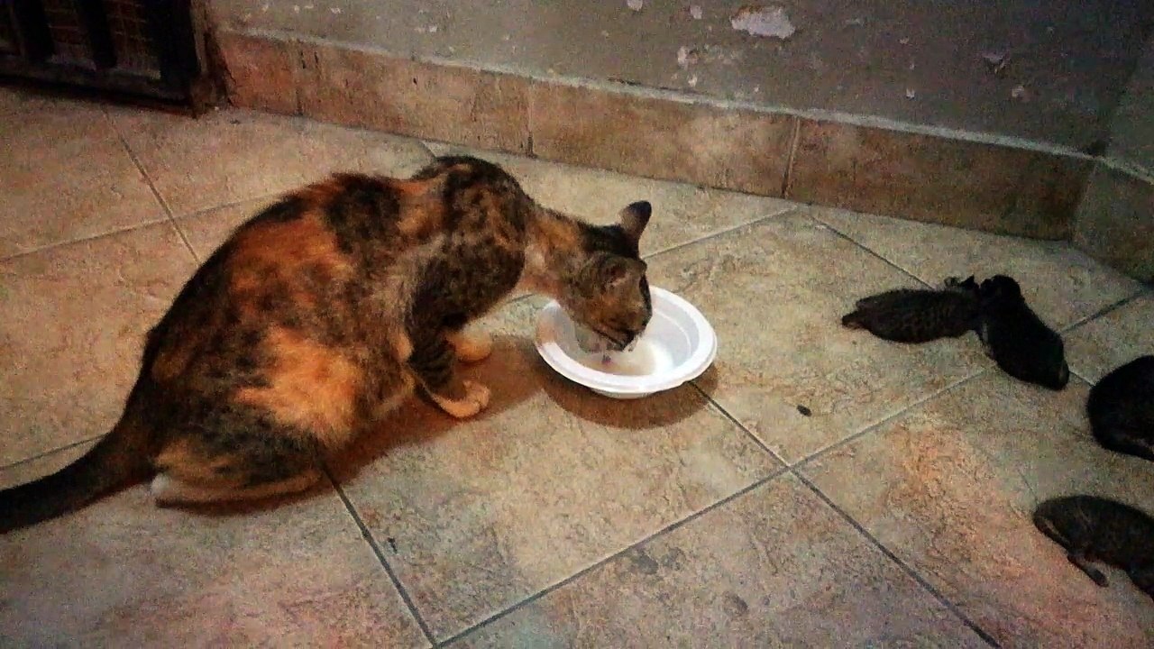 JUST BORN KITTENS | Day 5 | 26 May 2017 | Cute Kittens