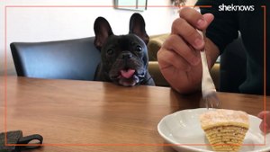Dog Begs for Food