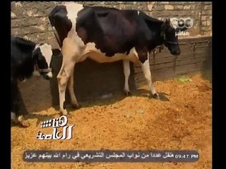 #هنا_العاصمة | قرية " صفط الحنة " تستخدم طاقة بديلة من روث الحيوانات