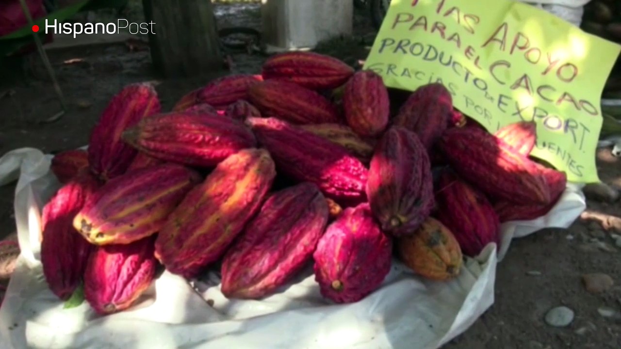 Campesinos peruanos cambian la hoja de coca por el grano de cacao