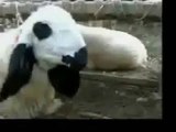 funny vid - Funny Bakra Animals Video - Punjabi Dubbing Video 2017