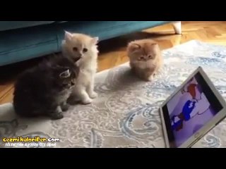 Azmanın Kemiklerini Sızlatırcasına Şirinleri İzleyen Kediler