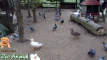 Real Duck Chickens Goose Pigeon S arm Animals video for kids