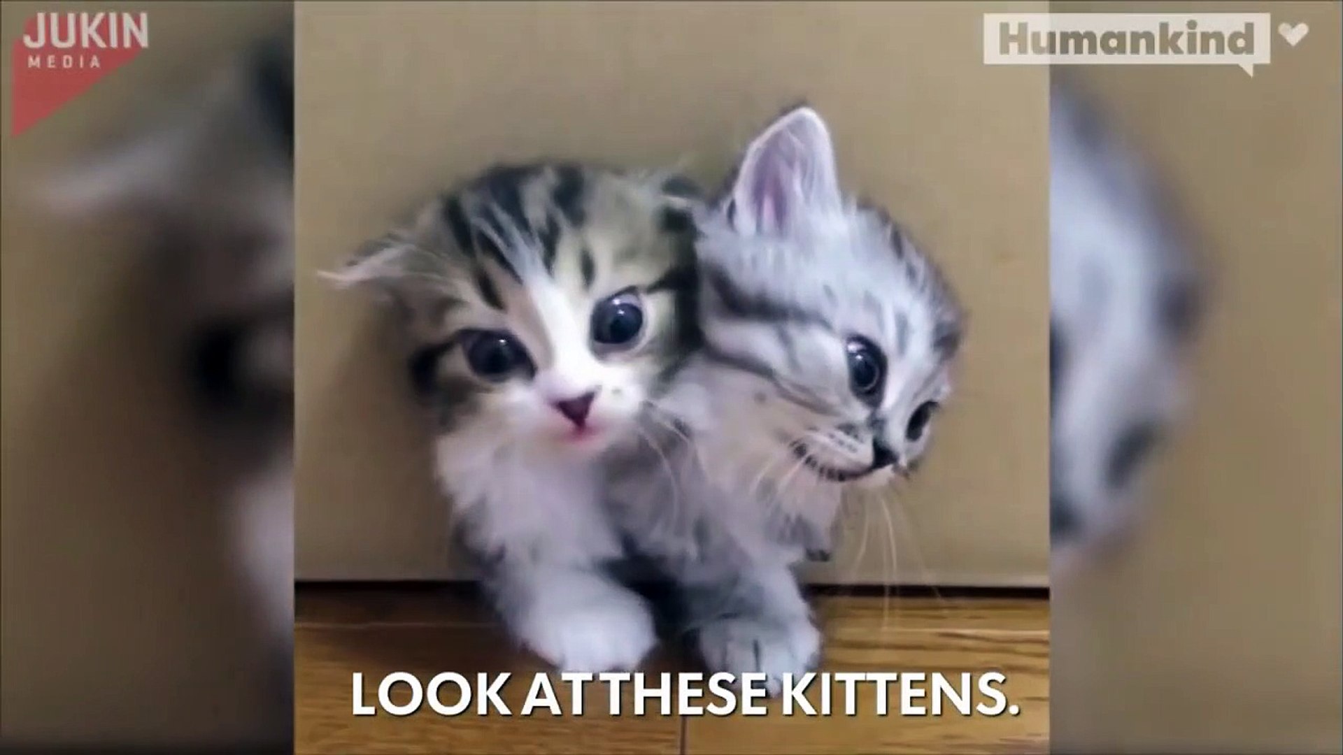 ⁣Magical box releases kittens, kittens, and more kittens-DnQz1SDdAAM