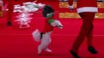 Olate Dogs - Dogs Do Flips and Perform Holiday Tricks - America's Got Talent 2016-aXFXGEtpi3k