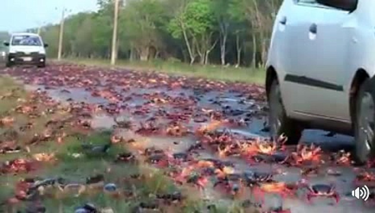 amazing crab vidio