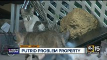 Groups scramble to help 40 cats left at hoarder home
