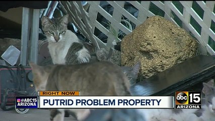 Groups scramble to help 40 cats left at hoarder home