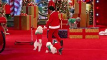 Olate Dogs - Dogs Do Flips and Perform Holiday Tricks - America's Got Talent 2016-aXFXGEt