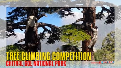 Chitral Gol National Park Tree Climbing Competition