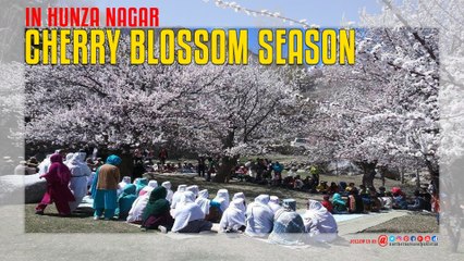 Cherry Blossom Season in Hunza Nagar