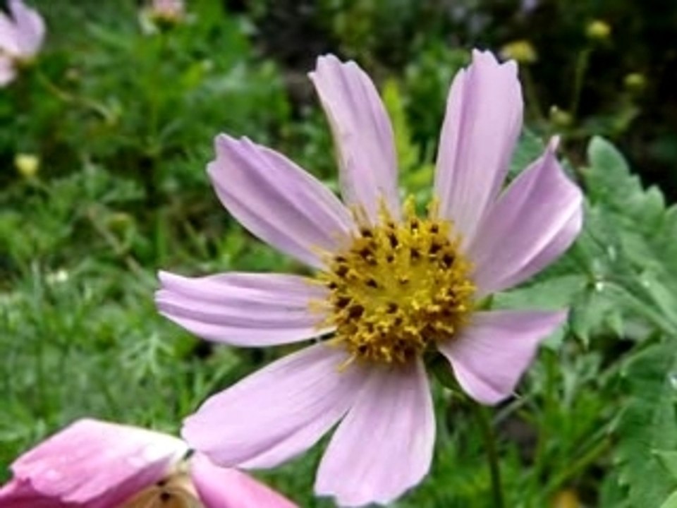 Macro lumix
