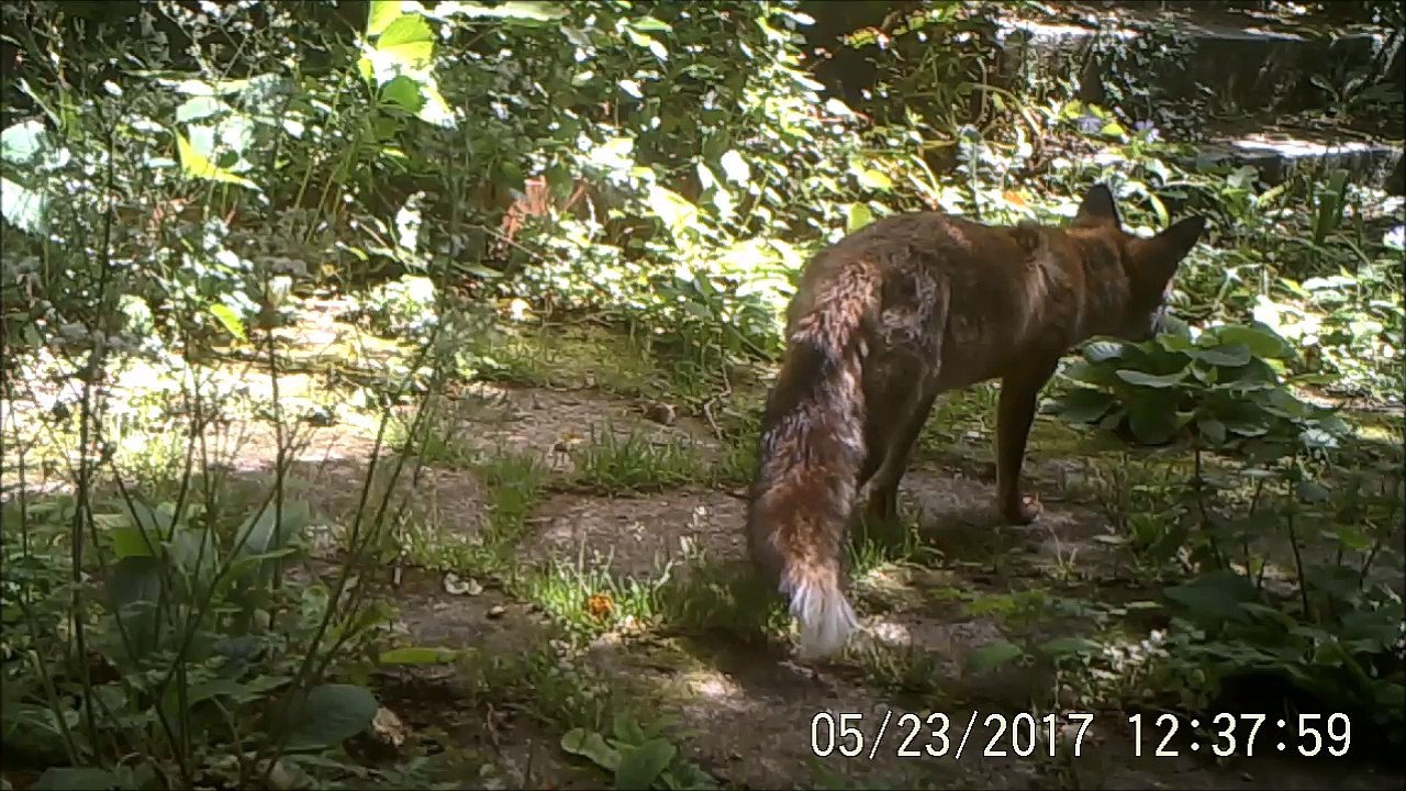 Renard en plein jour, à Rouen, 23/05/2017