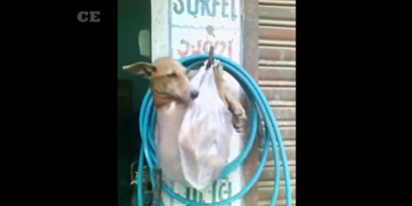 people foney video