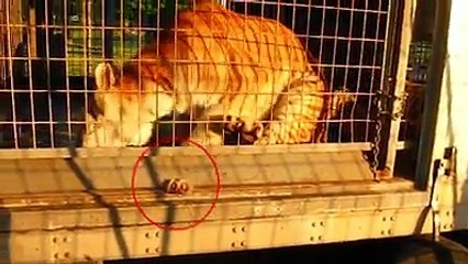 Rémi Gaillard appelle via cette vidéo choc au boycott des cirques avec animaux