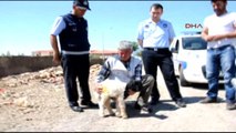 Gaziantep Araçtan Düşen Kuzu Yaralandı