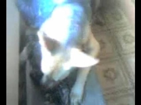 Sharp-toothed Dog play with defenseless funny kitty.