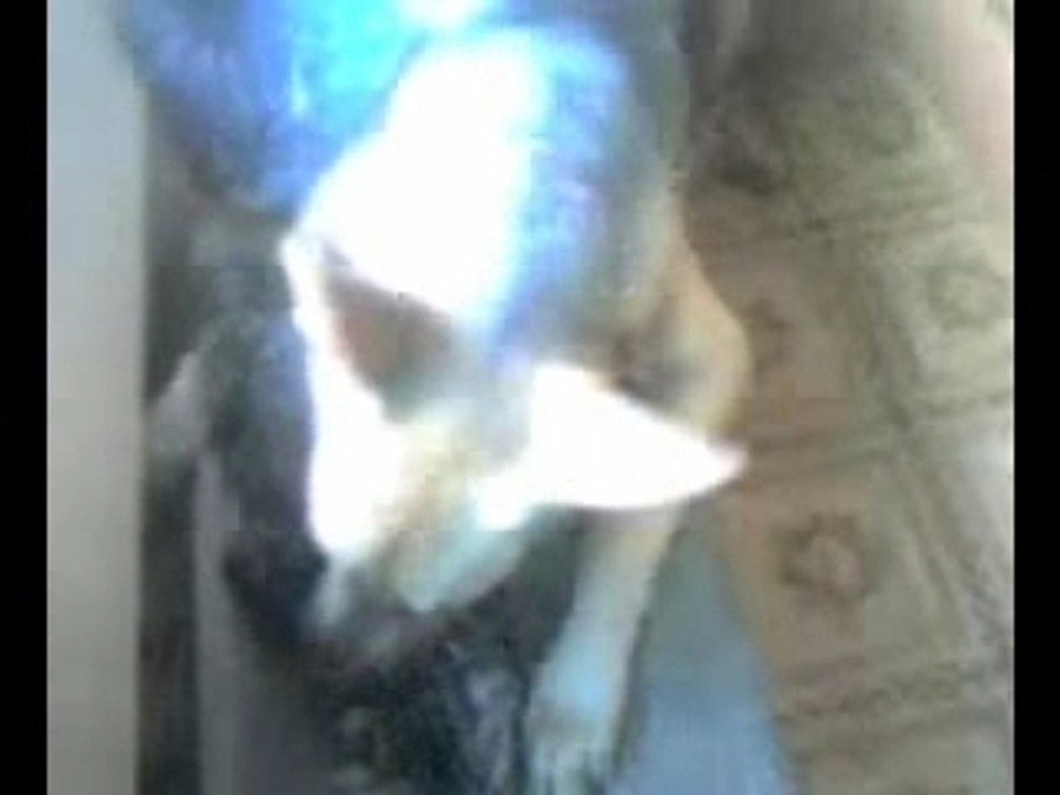 Sharp-toothed Dog play with defenseless funny kitty.