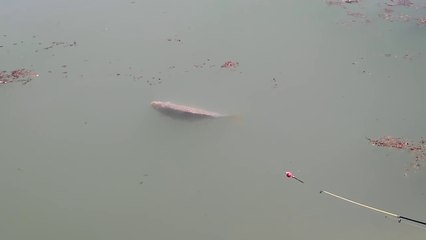 HAVYAR DOLU SAZANI OLTA İLE İŞTE BÖYLE TUTTULAR