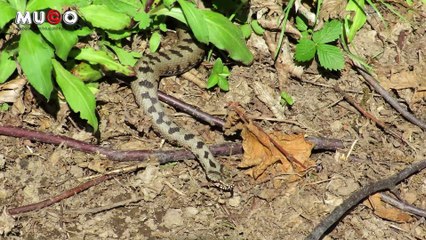 Yiğitözü Köyü - Doğu Karadeniz'de Engerek Yılanı