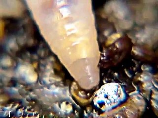 Discovery of White Albino Earth Worm