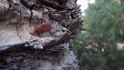 نخيل تونس يواجه خطر السوسة الحمراء