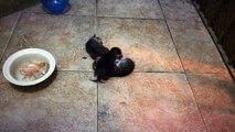 JUST BORN KITTENS | Day 6 | 26 May 2017 | Cute Kittens | Today Funny Kittens