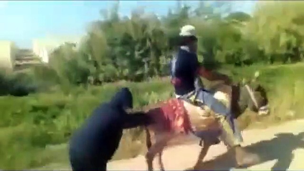 funny donkey